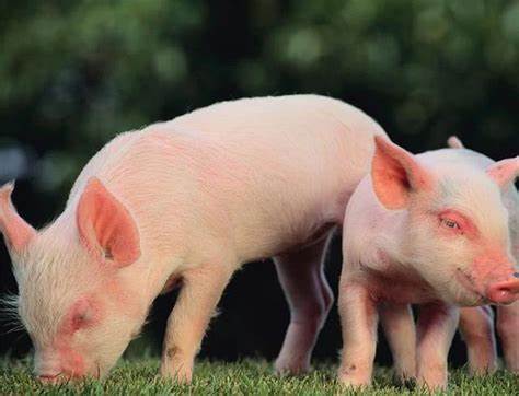 豬股大幅反彈的背后 豬價見底了嗎？