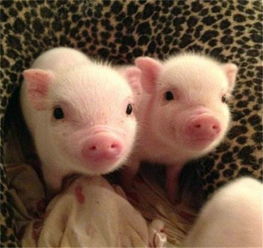 全國驚現首個豬價破 12 省份，羊價走勢或緊隨其后