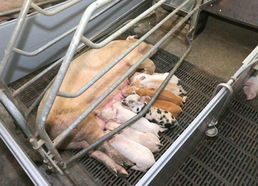 金正恩視察朝鮮人民軍549部隊養豬工廠，高度關注黃牛養殖