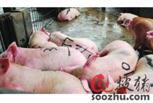 生豬屠宰加工 行業現狀、挑戰與數字化預警的重要性